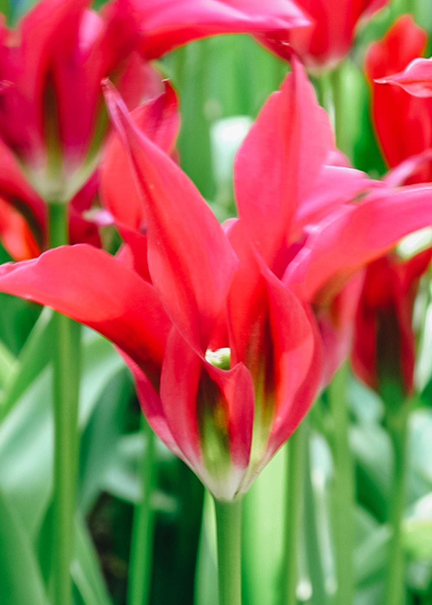 Tulipa Doll's Minuet Bulbs