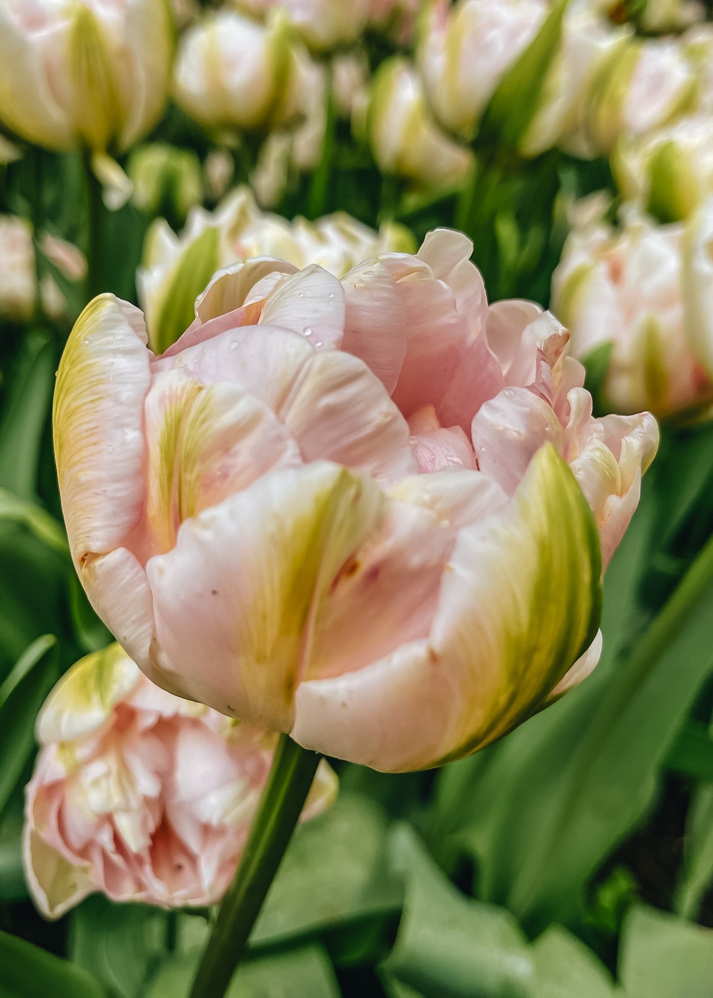 Tulipa Finola Bulbs