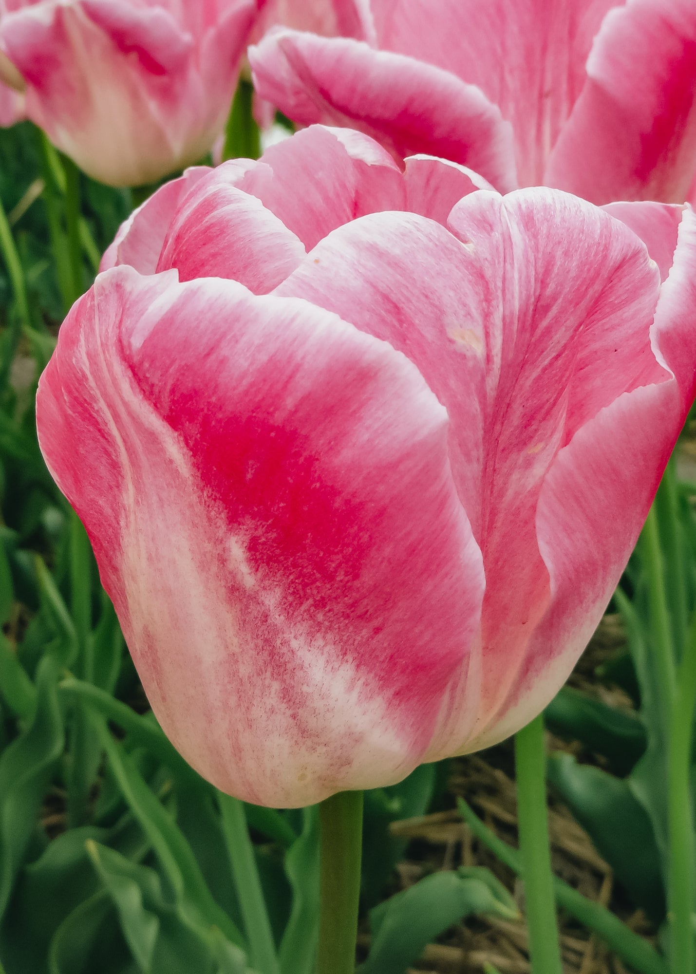 Tulipa First Class Bulbs