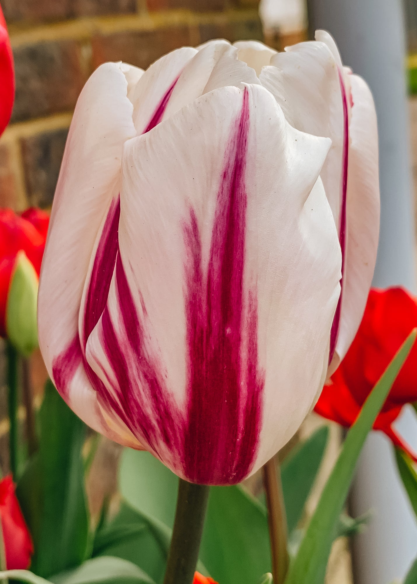 Tulipa Flaming Flag Bulbs