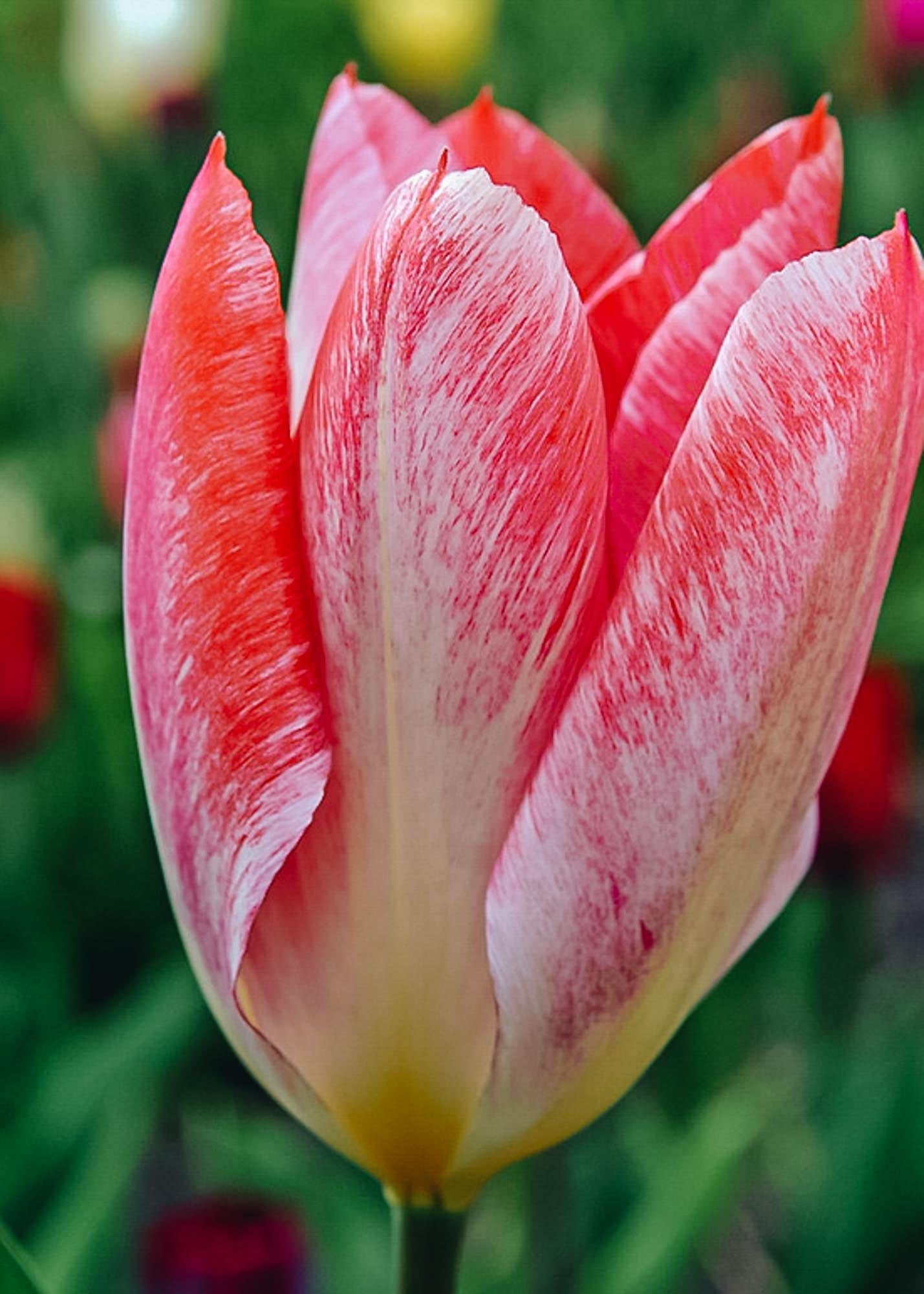 Tulipa Flaming Purissima Bulbs