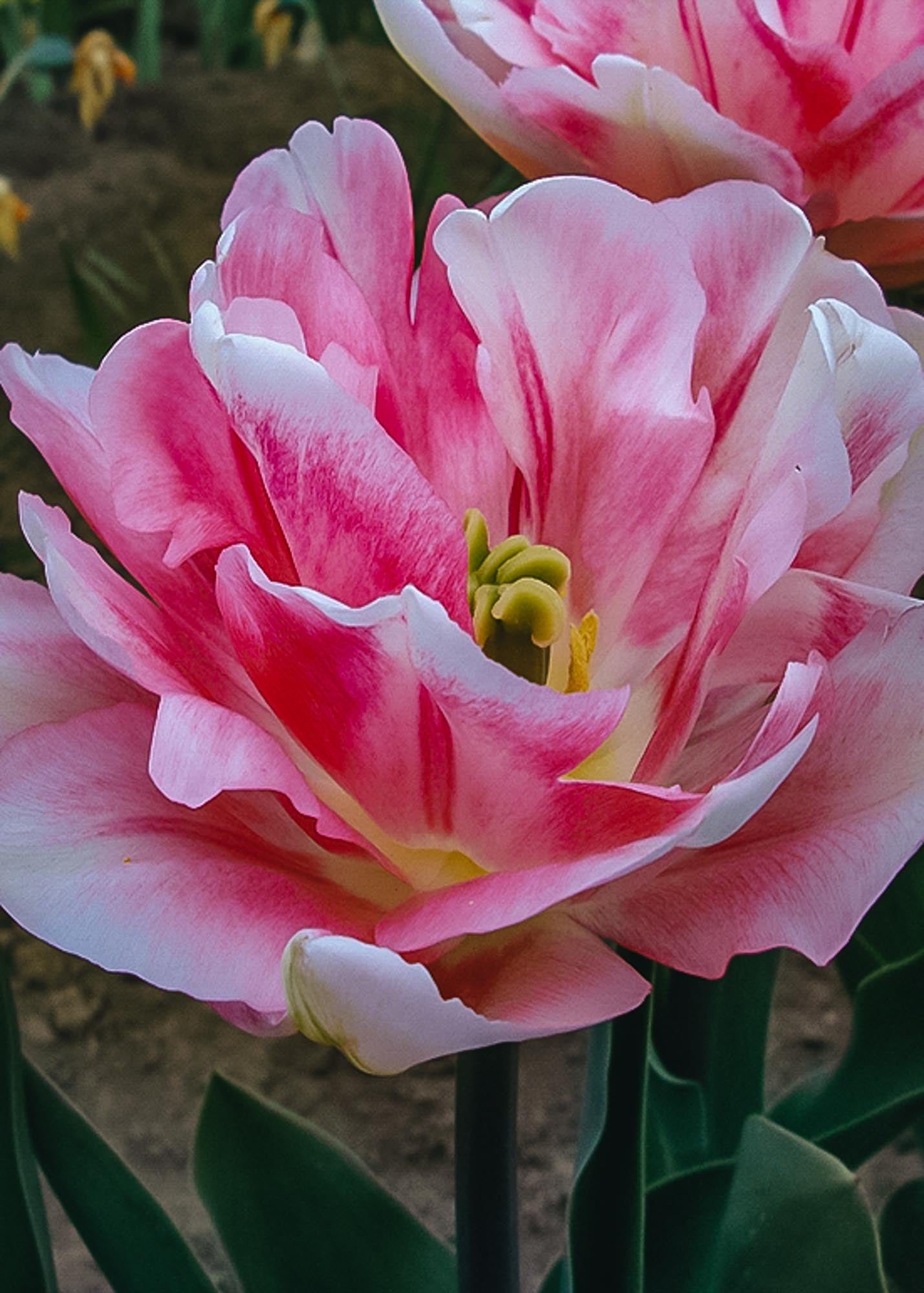 Tulipa Foxtrot Bulbs