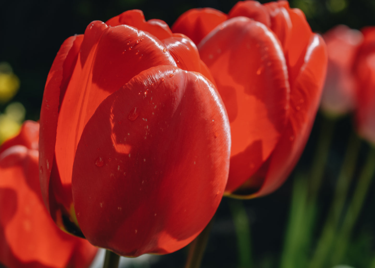 Tulipa Heleen Valstar Bulbs