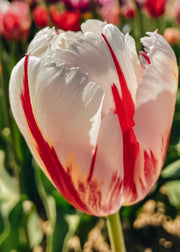 Tulipa Happy Generation Bulbs