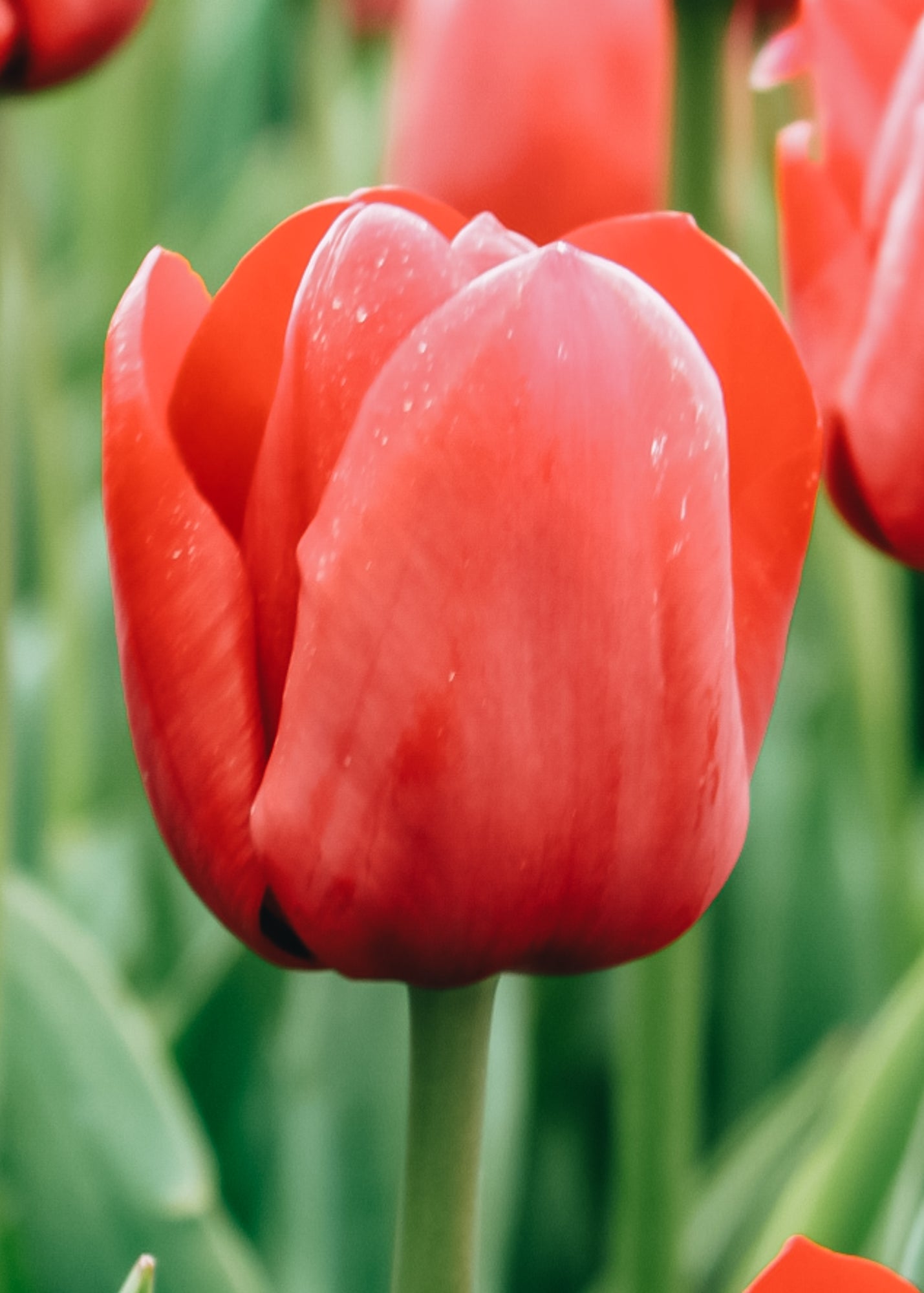 Tulipa Île de France Bulbs