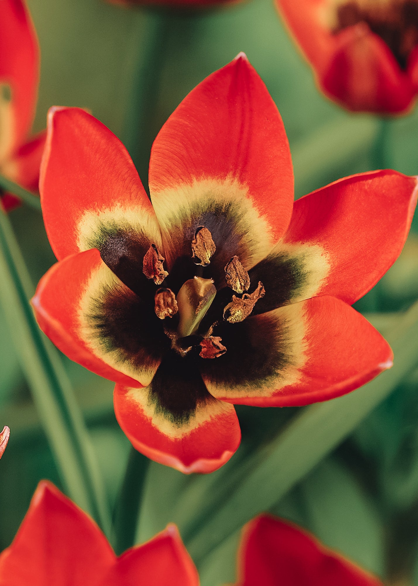 Tulipa Little Princess Bulbs