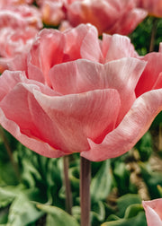 Tulipa Mariage Bulbs