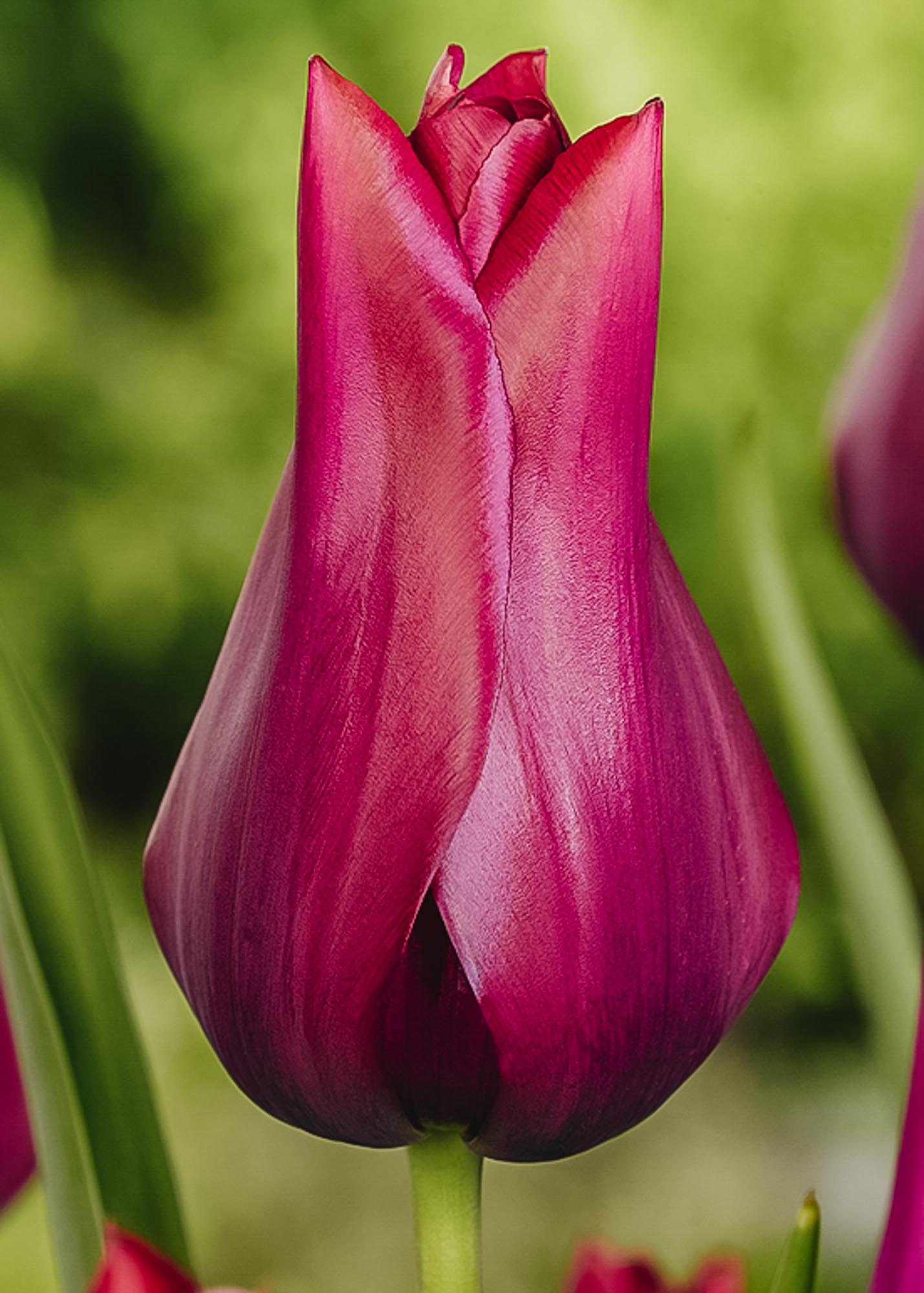 Tulipa Merlot Bulbs