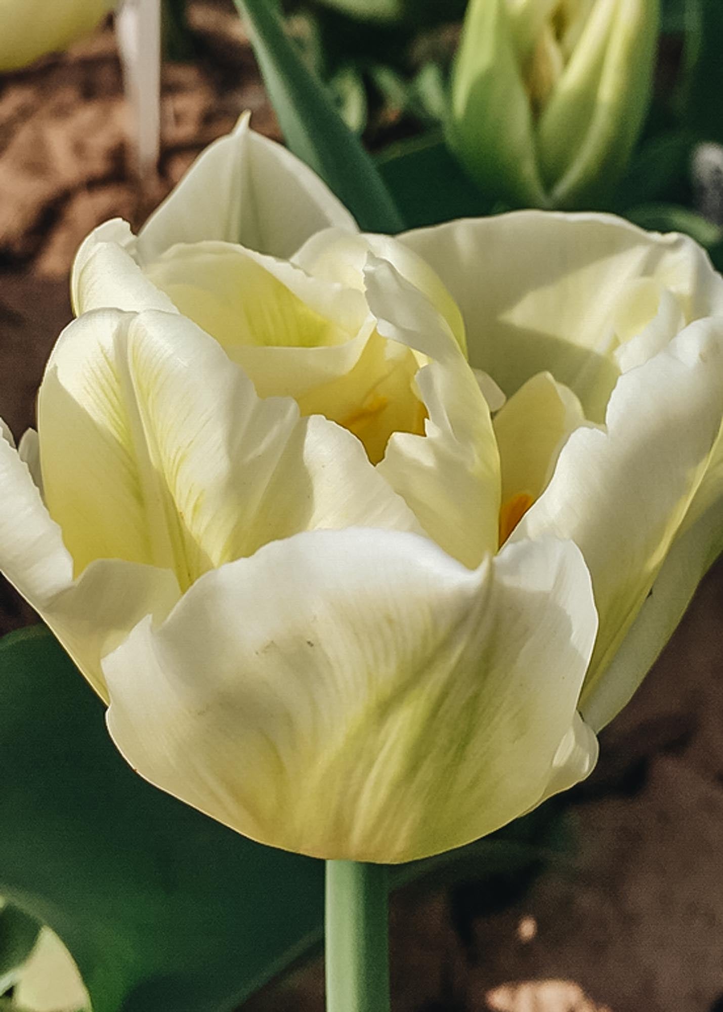 Tulipa Mondial Bulbs