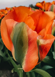 Tulipa Orange Marmalade Bulbs