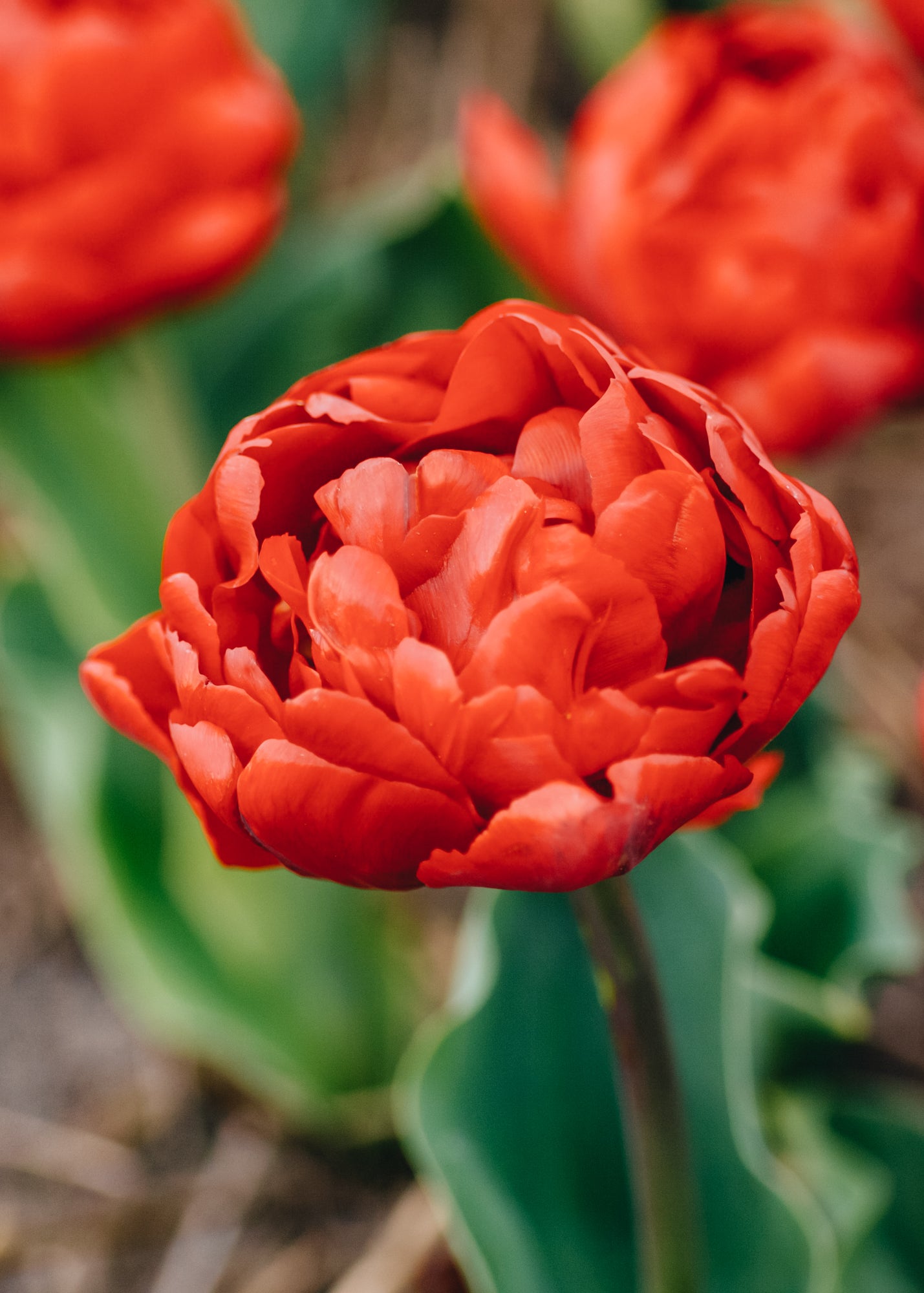 Tulipa Pamplona Bulbs