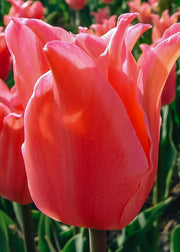 Tulipa Pretty Love Bulbs