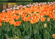 Tulipa Prins Claus Bulbs