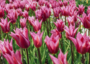 Tulipa Purple Dream Bulbs