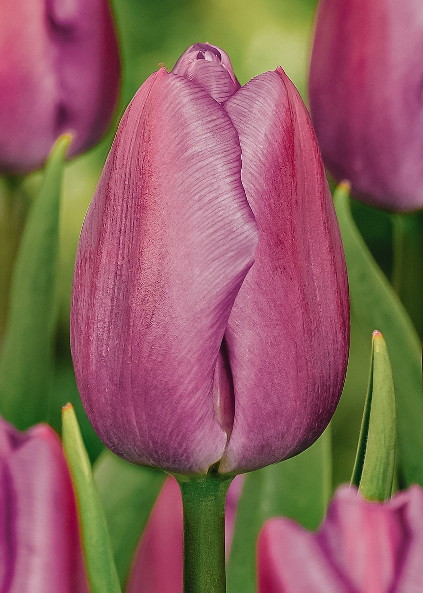 Tulipa Purple Flag Bulbs