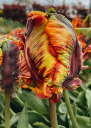 Tulipa Rasta Parrot Bulbs