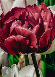 Tulipa Roadstar Bulbs