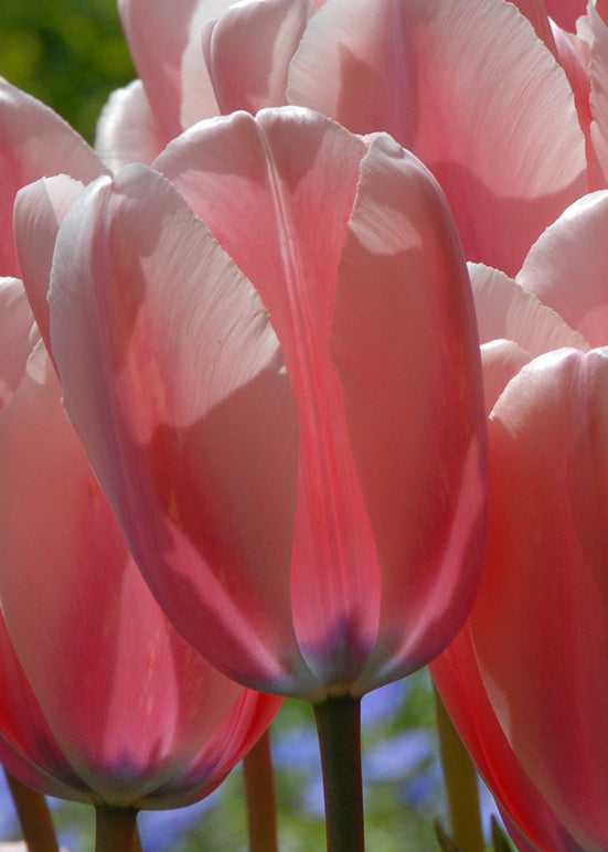 Tulipa Salmon Impression Bulbs