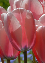 Tulipa Salmon Impression Bulbs