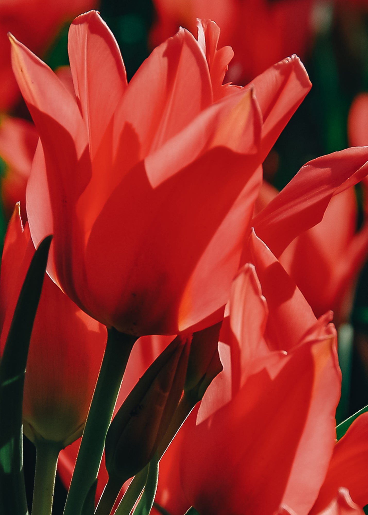 Tulipa Toronto Bulbs