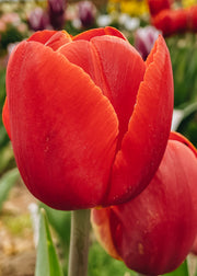 Tulipa Verandi Bulbs