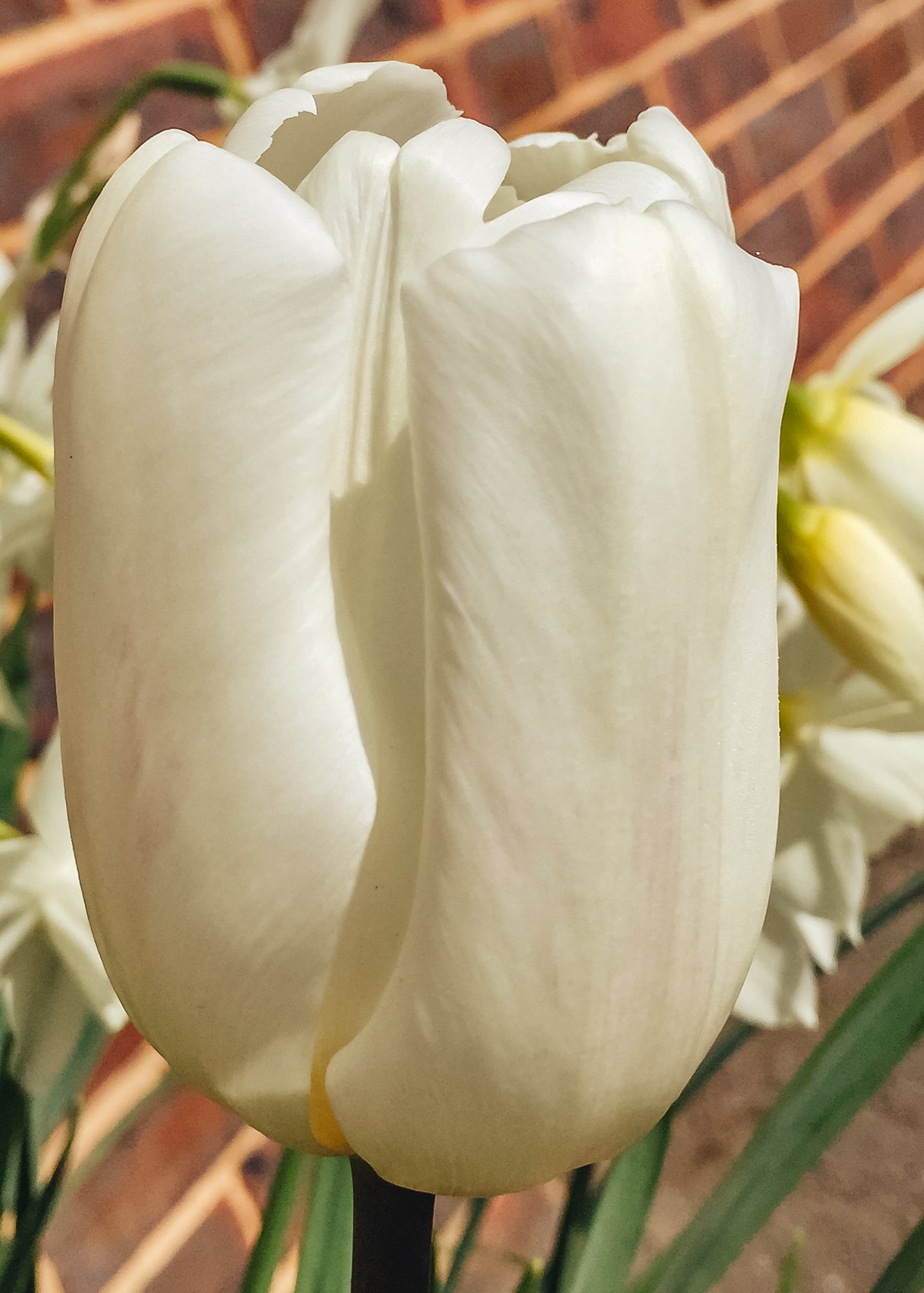 Tulipa White Flag Bulbs