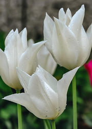 Tulipa White Triumphator Bulbs