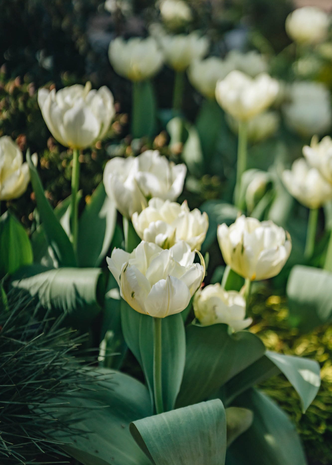 Tulipa White Valley Bulbs