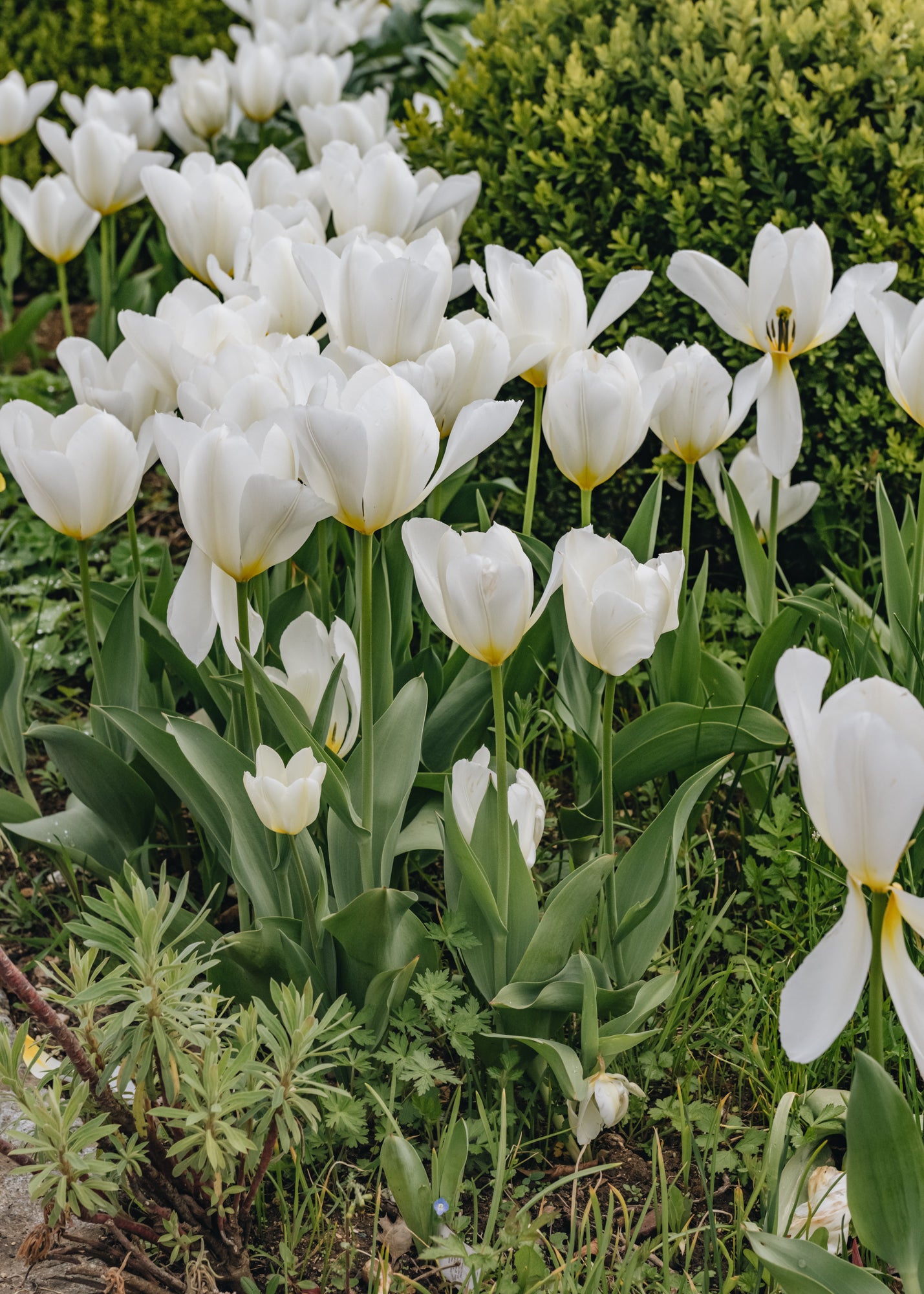 Tulipa Purissima Bulbs