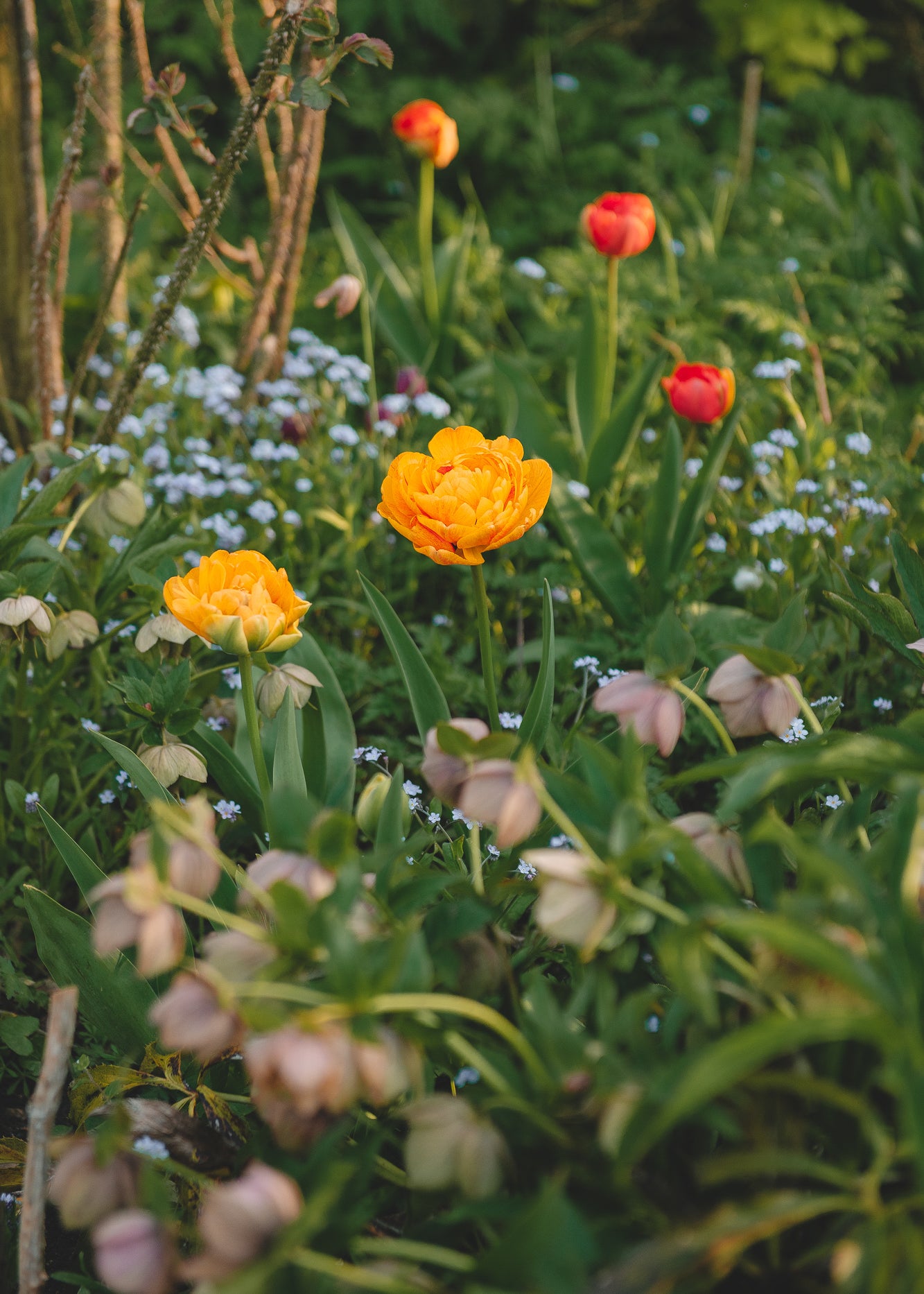 Tulipa Sunlover Bulbs