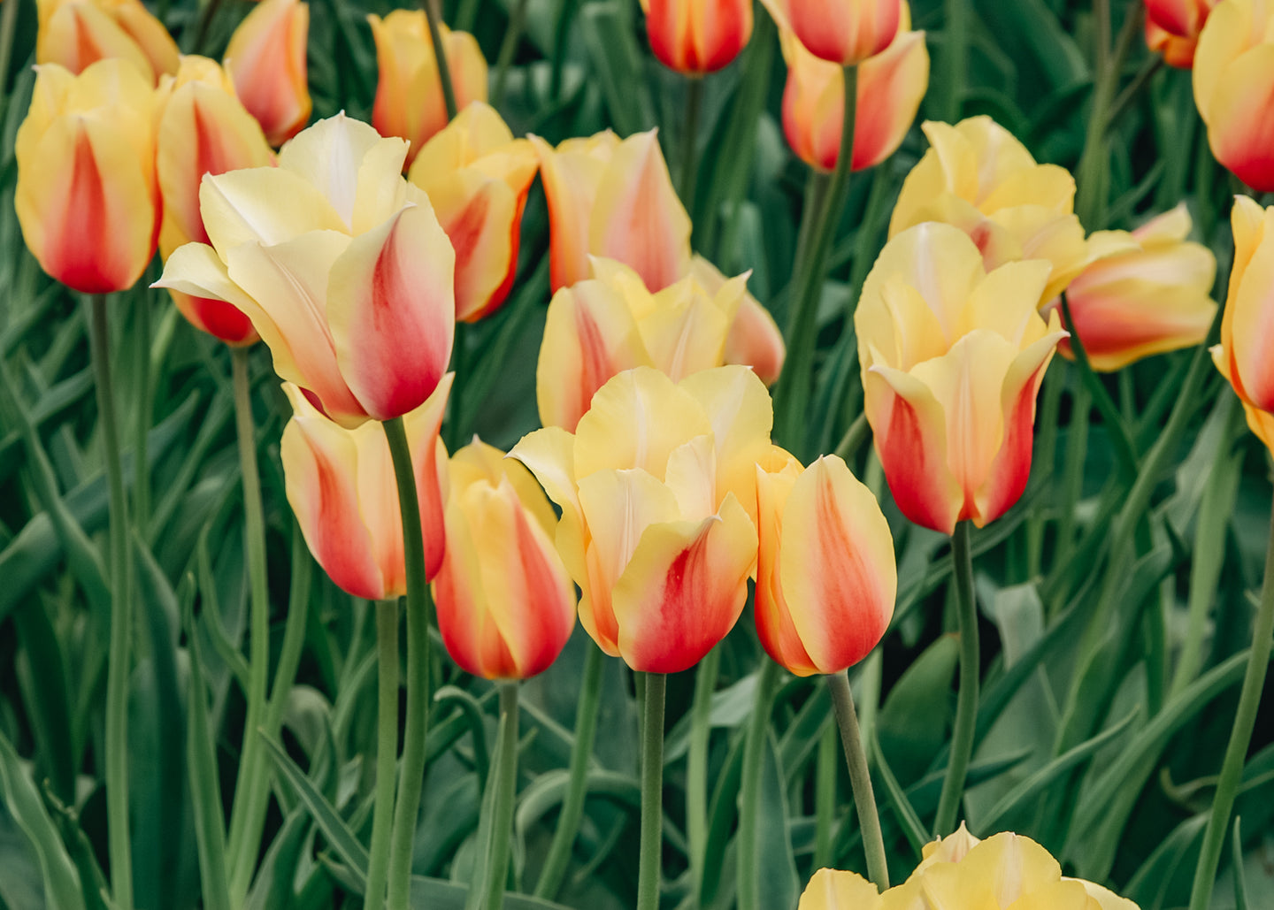 Tulipa Blushing Lady Bulbs