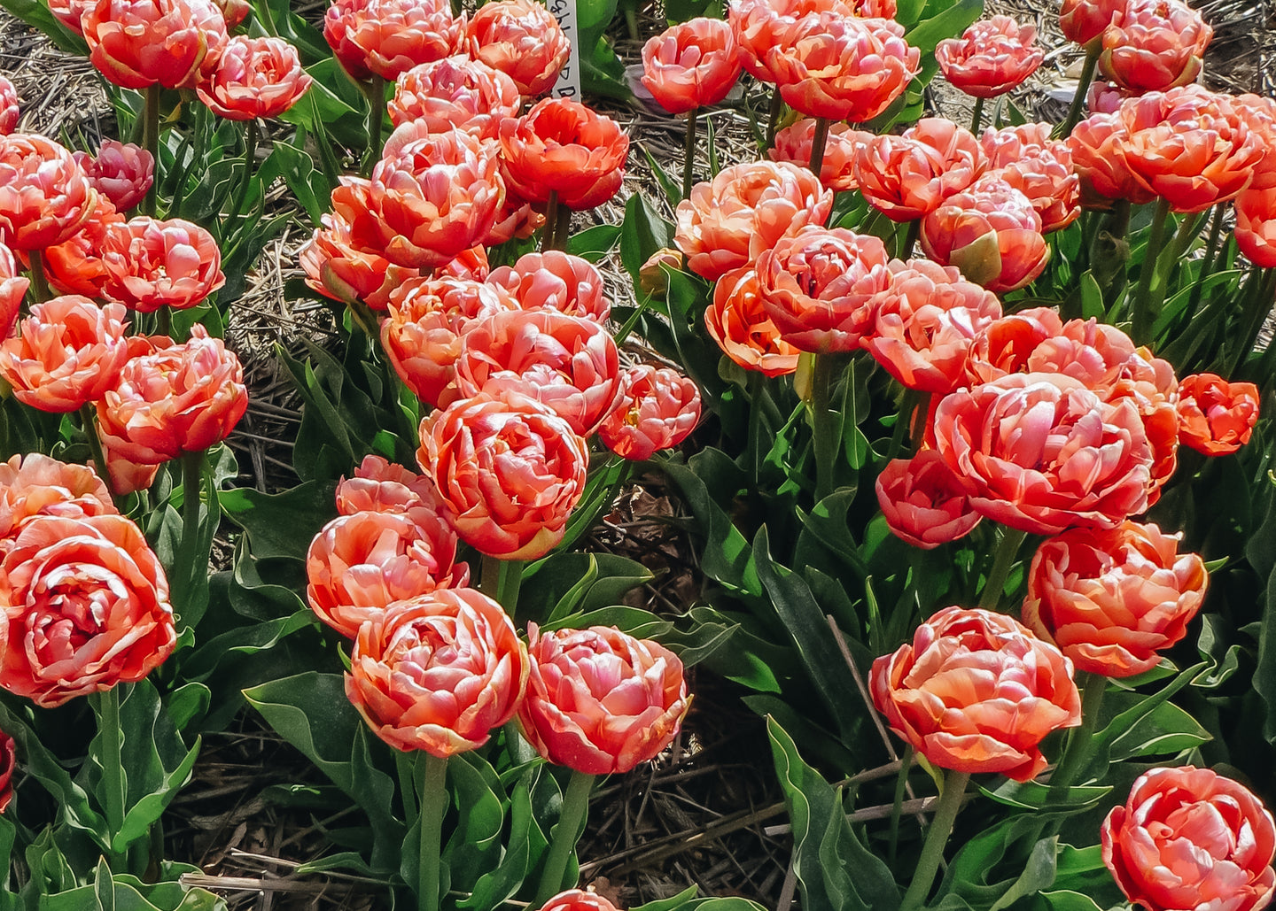 Tulipa Copper Image Bulbs