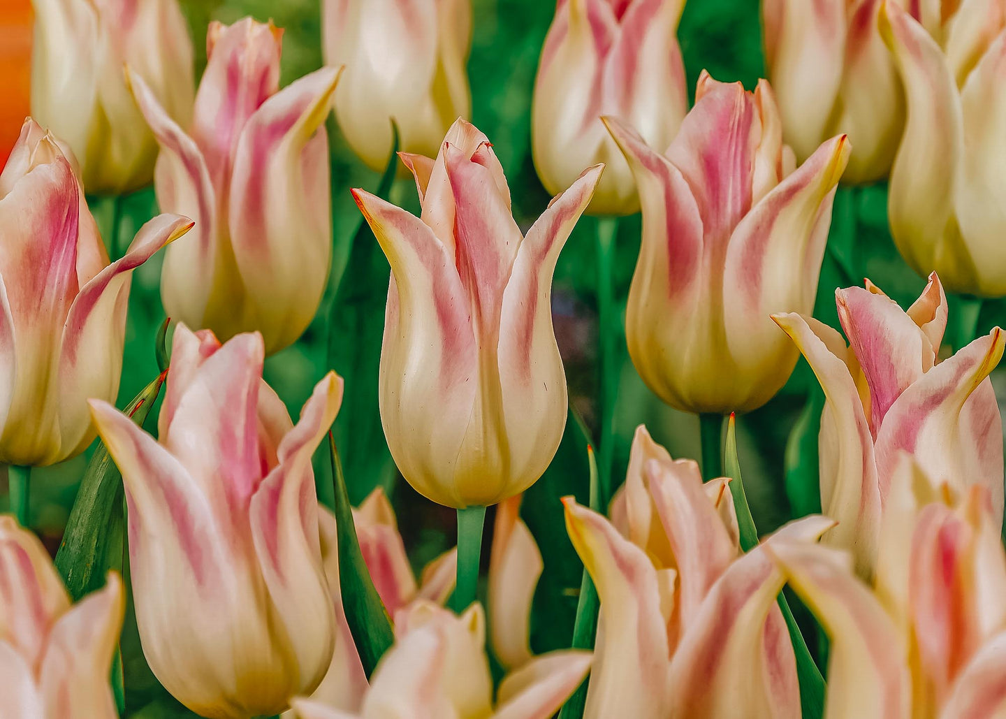 Tulipa Elegant Lady Bulbs