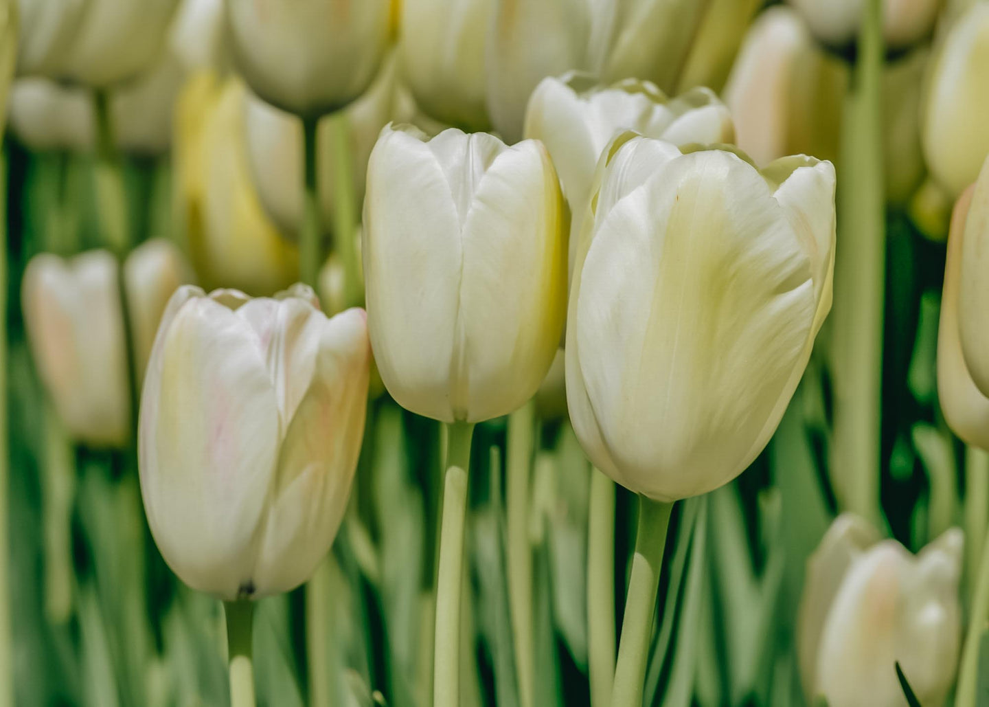 Tulipa Francoise Bulbs