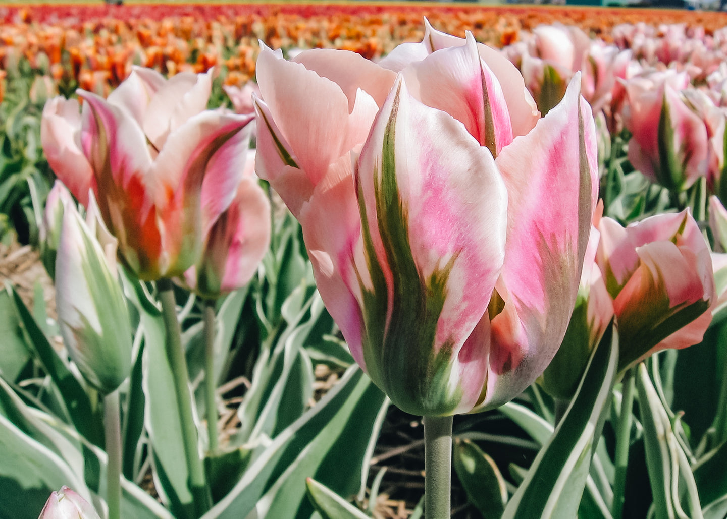 Tulipa Chinatown Bulbs