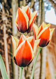 Tulipa Gavota Bulbs