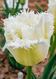 Tulipa Honeymoon Bulbs