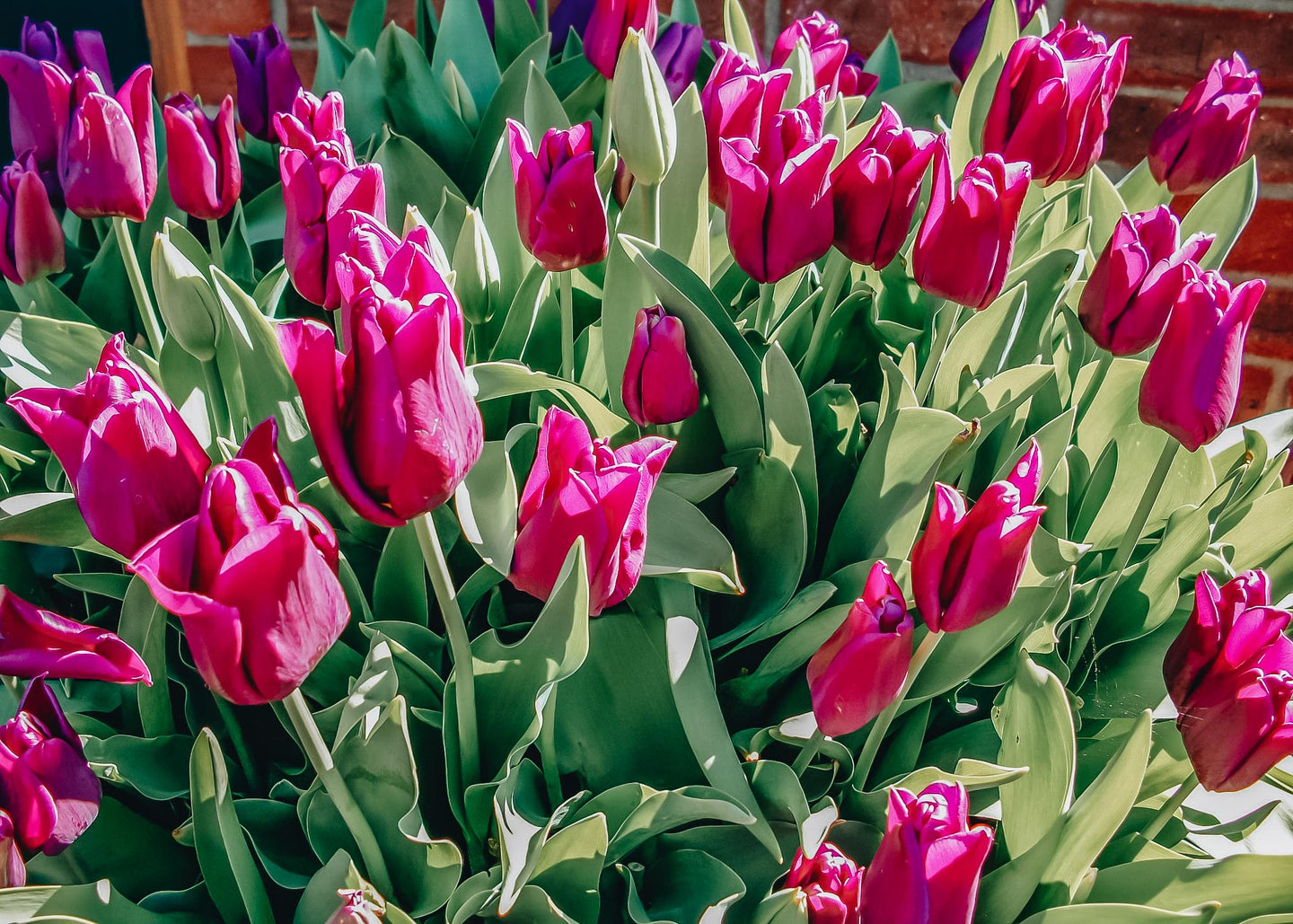 Tulipa Negrita Bulbs