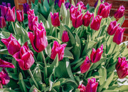 Tulipa Negrita Bulbs