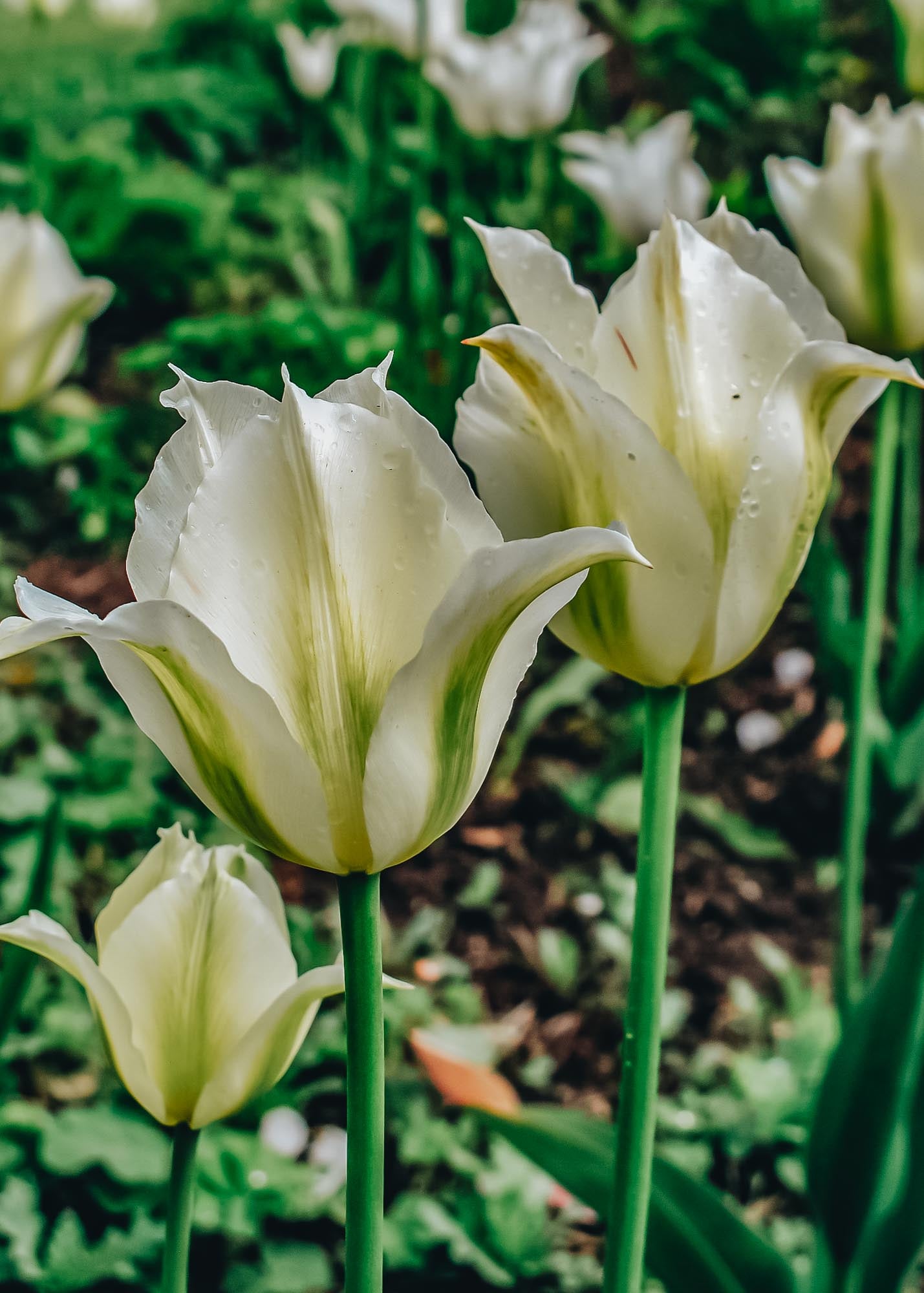 Tulipa Spring Green Bulbs