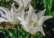 Tulipa Tres Chic Bulbs