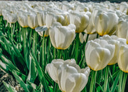 Tulipa Angels Wish Bulbs