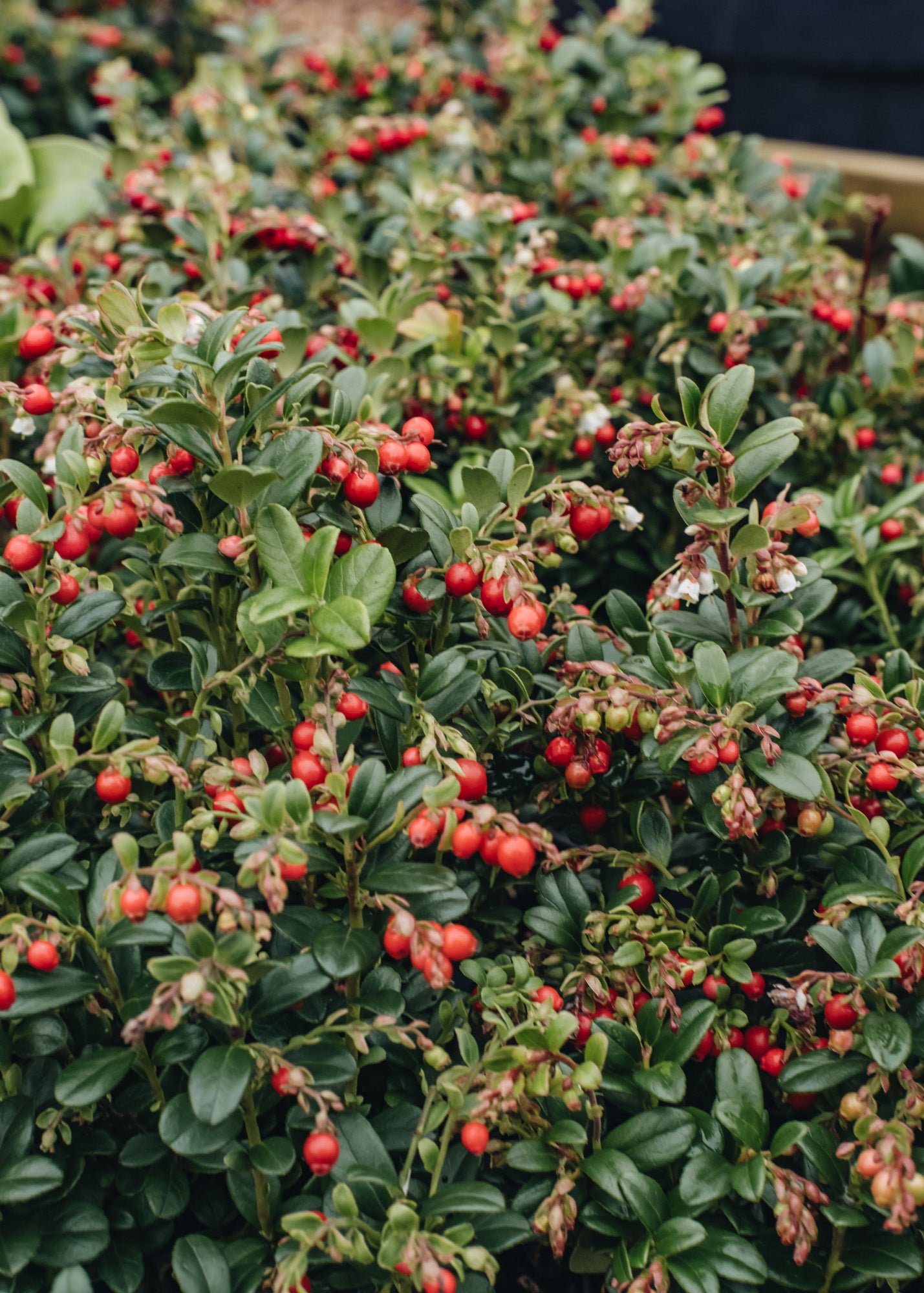 Euonymus Vaccinium vitis idaea Red Candy, 2L