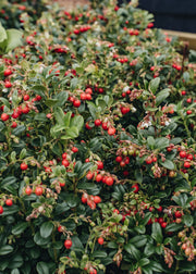 Rosemary Vaccinium vitis idaea Red Candy, 2L