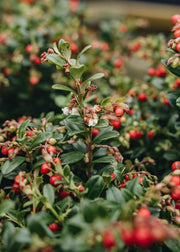 Vaccinium vitis idaea Red Candy