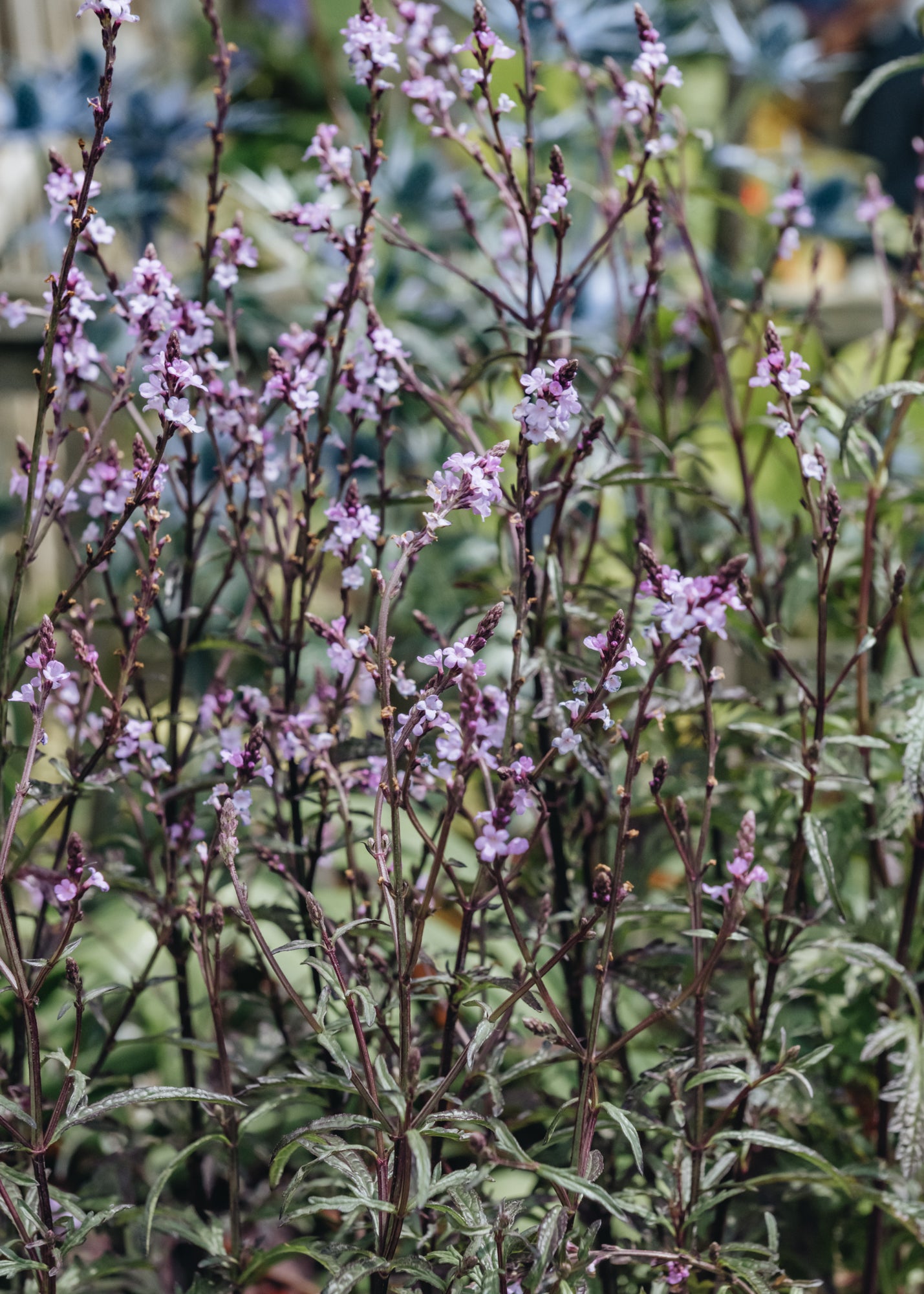 Verbena grandiflora Bampton