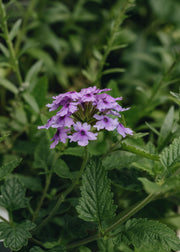 Verbena Seabrooks Lavender