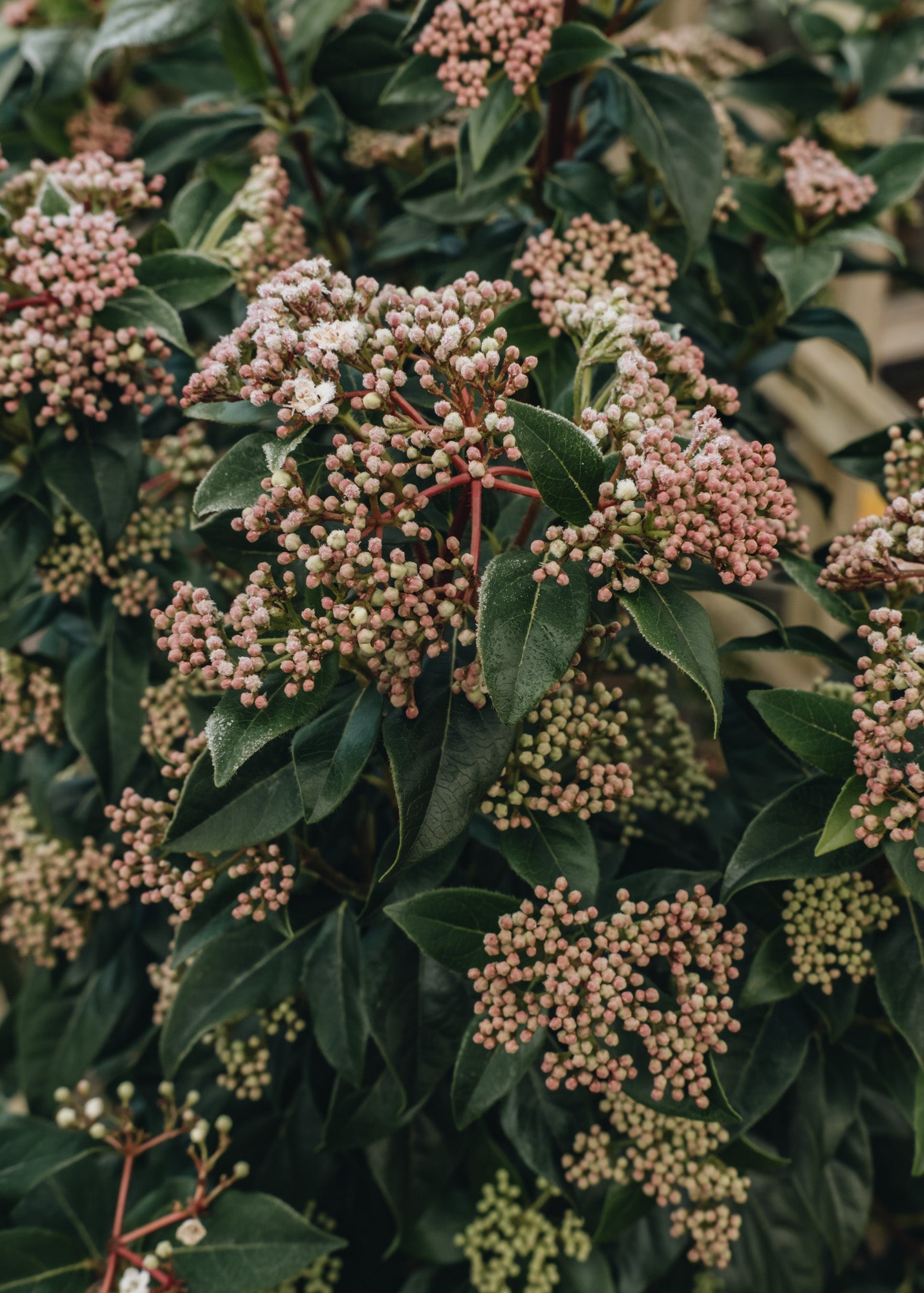 Viburnum Tinus 3L