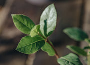 Viburnum Viburnum Tinus Gwenllian, 2L