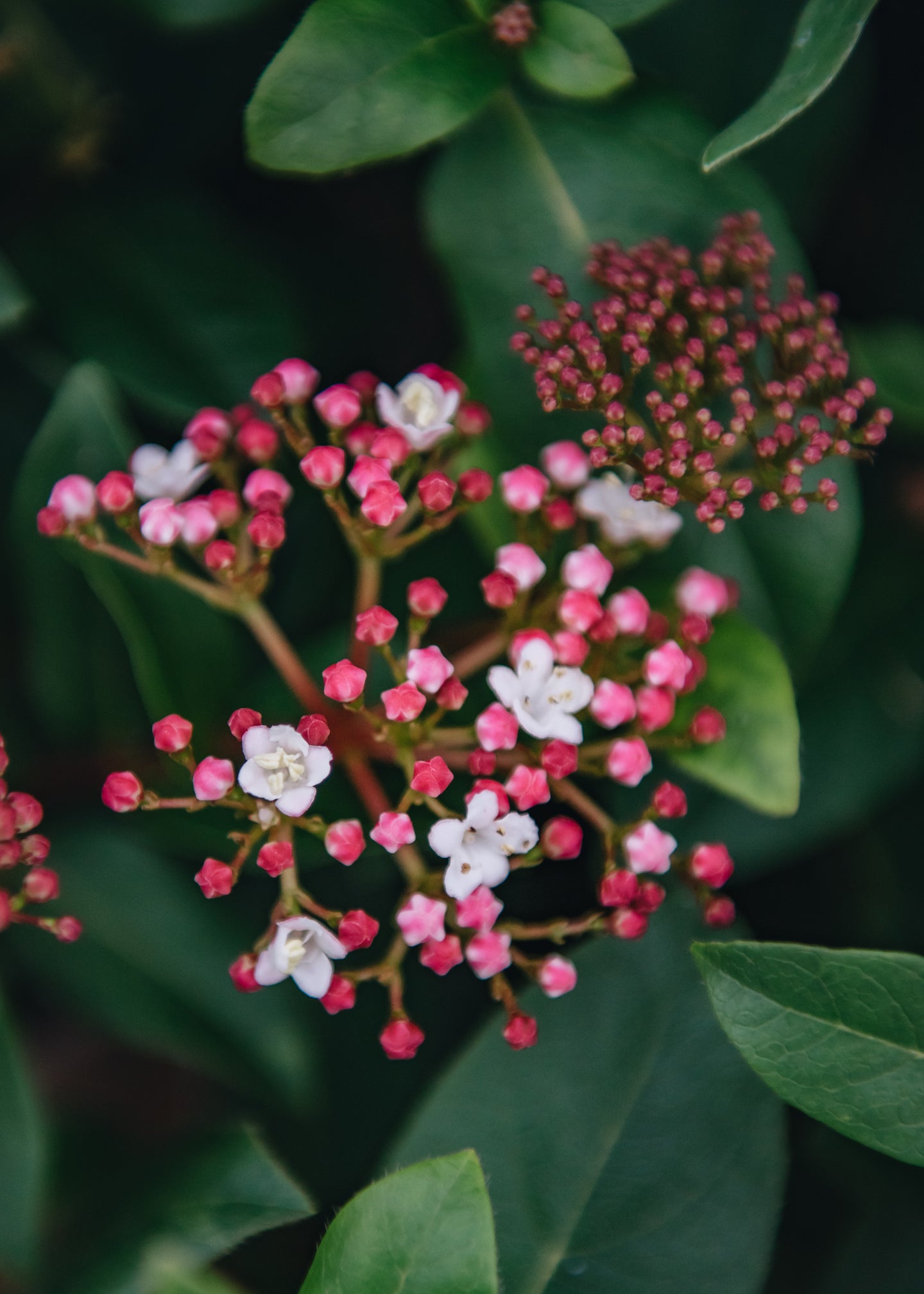 Polystichum Viburnum Tinus Gwenllian, 2L